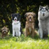 Magyar gazdi kutyája lett a világ legszebb kutyája a World Dog Show 2026 világkiállításon