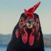 Pálfi György Tyúk című alkotásával kezdődik a 45. Magyar Filmszemle február 2-án a Corvin moziban.