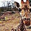 Safari Park - Nagykőrös - A 2024-es nyitvatartás, jegyárak és cím itt!