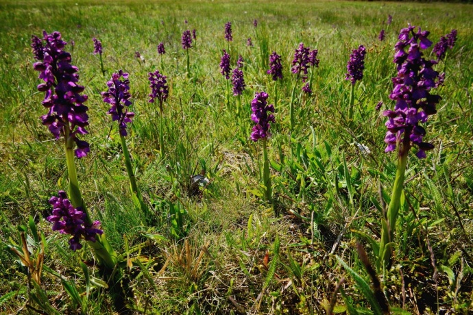 Orchidea túra a Kolon-tónál - Jegyek itt!