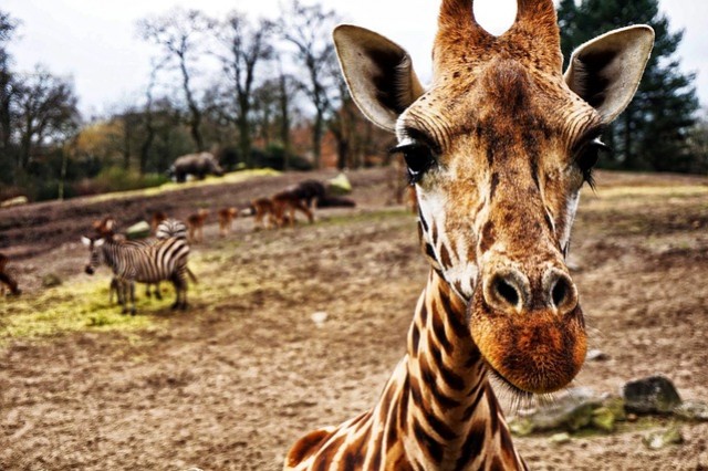 Safari Park - Nagykőrös - A 2023-as nyitvatartás, jegyárak és cím itt!